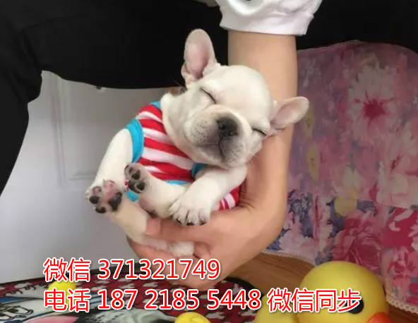 青岛特惠 斗牛犬出售纯种幼犬 青岛犬舍狗场在