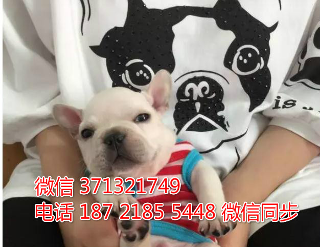 青岛特惠 斗牛犬出售纯种幼犬 青岛犬舍狗场在哪里