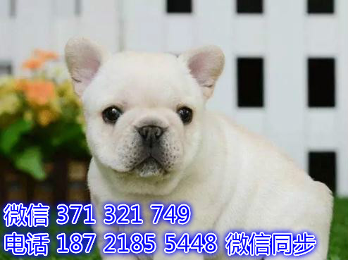 长沙全国发货  法斗犬出售纯种 长沙狗场直销