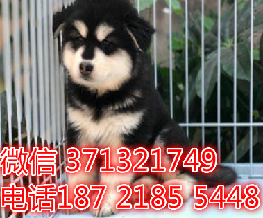 厦门宠物 斗牛犬纯种幼犬出售 厦门犬舍在哪里