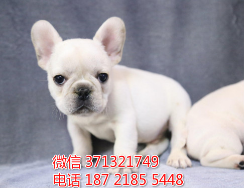 呼和浩特宠物 斗牛犬纯种幼犬出售 特价促销