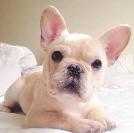 昭通哪里买卖法国斗牛小狗昭通养殖法国斗牛犬