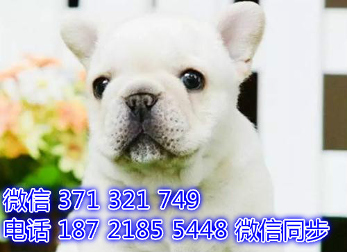 深圳全国发货 法斗犬出售纯种幼犬 深圳促销宠物狗狗