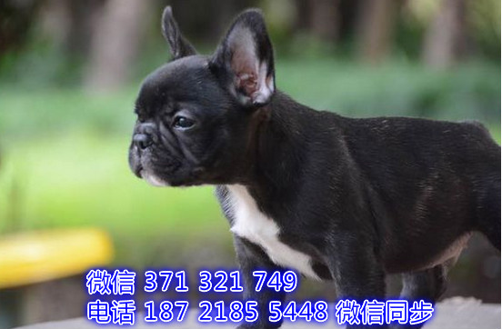 重庆宠物 法斗犬纯种幼犬出售 重庆犬舍狗场