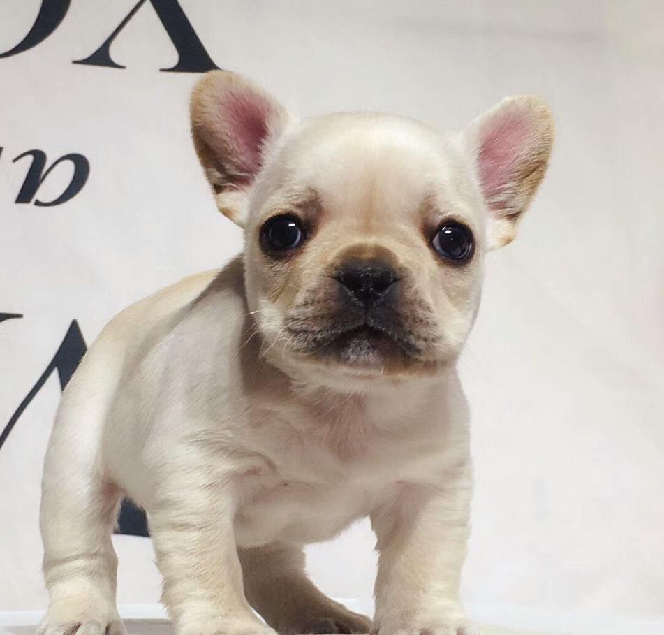 无锡犬舍出售纯种斗牛犬 宠物狗市场在哪卖狗