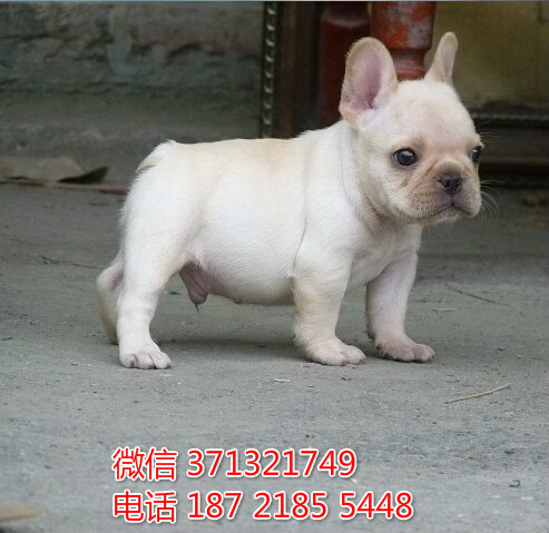 长沙狗狗法斗犬出售纯种幼犬 长沙犬舍 全国发货