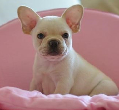 楚雄哪里有养犬场 楚雄哪里卖纯种犬 