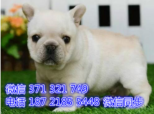 长沙全国发货  法斗犬出售纯种 长沙狗场直销