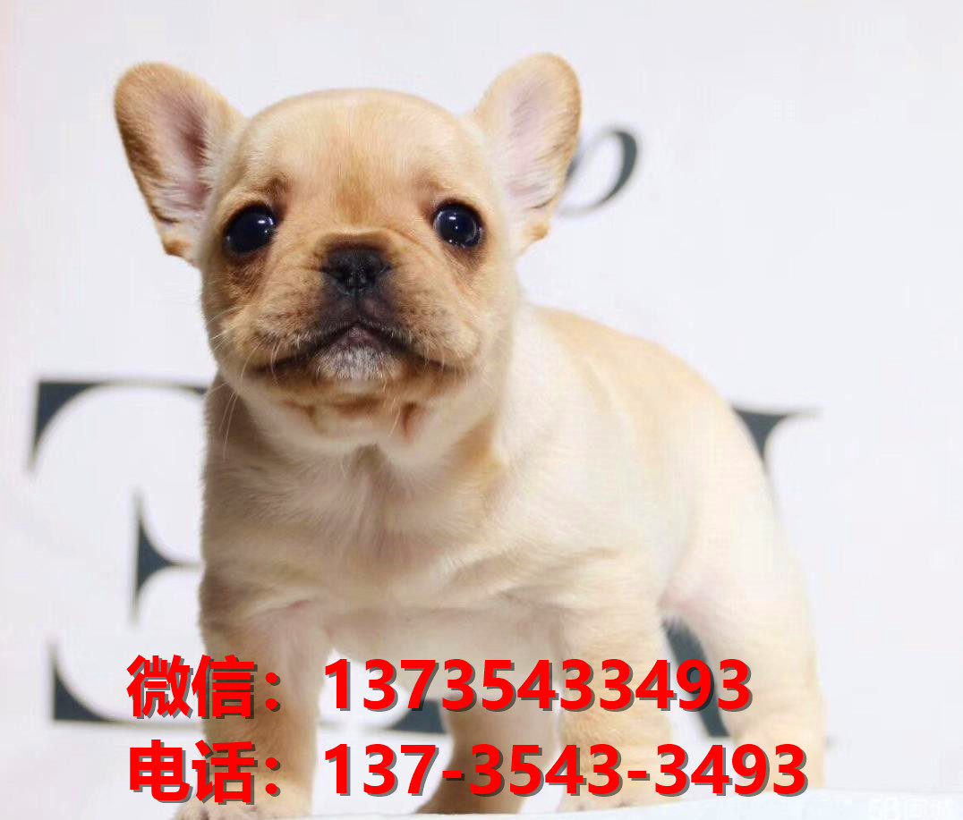 深圳宠物狗犬舍出售纯种法牛法斗哪里有宠物狗市场在哪里卖狗