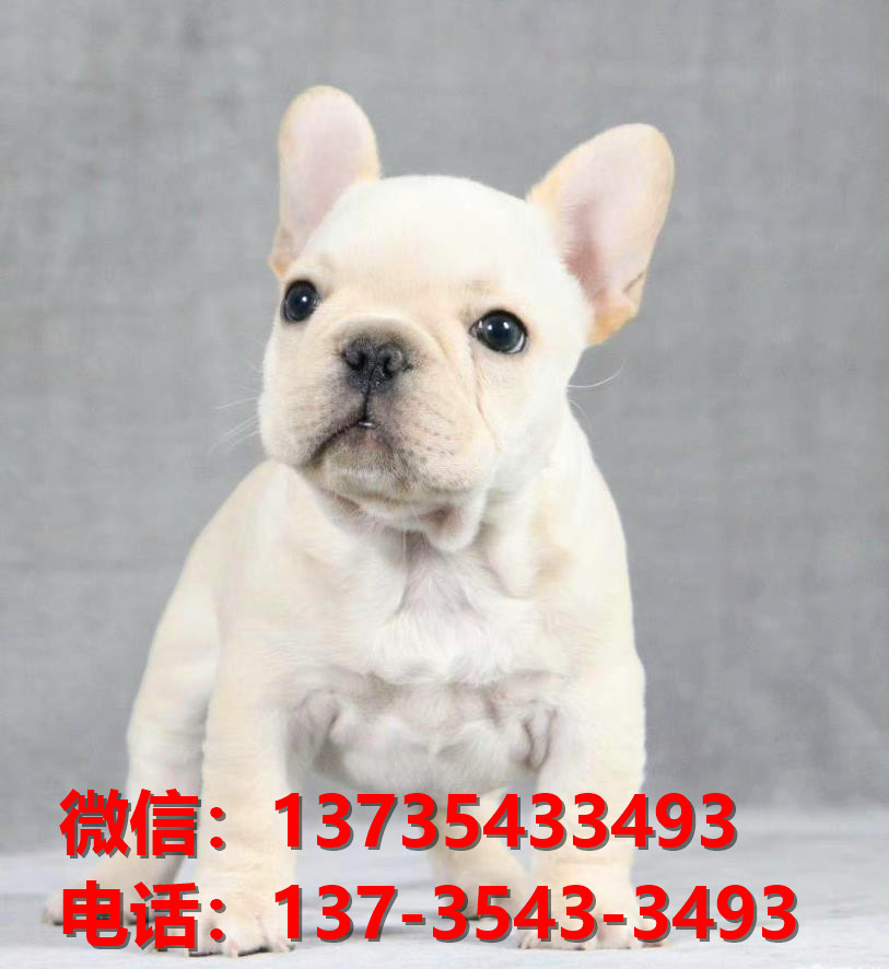 纯种法牛法斗幼犬 奶油色法斗出售 深圳犬舍狗场在哪里卖狗买狗地方