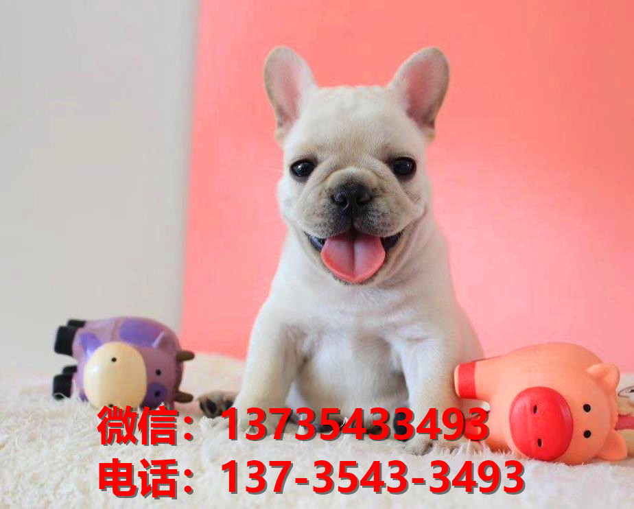 纯种法牛法斗幼犬 奶油色法斗出售 长沙犬舍狗场在哪里卖狗买狗地方