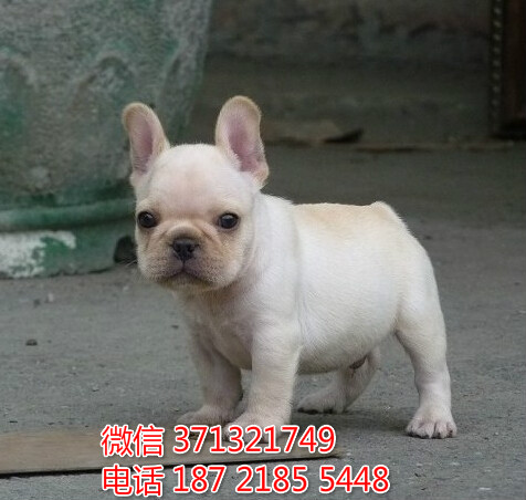 长沙狗狗法斗犬出售纯种幼犬 长沙犬舍 全国发