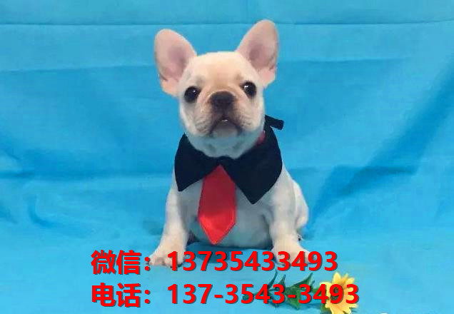 深圳宠物狗犬舍出售纯种法牛法斗哪里有宠物狗市场在哪里卖狗