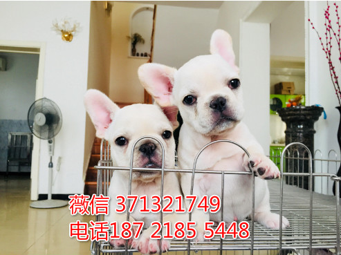 北京宠物狗狗 法斗犬出售纯种 北京犬舍在哪里