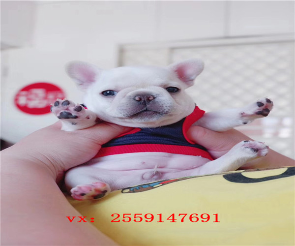  扬州哪里卖法牛 扬州法国斗牛犬犬舍 扬州白色法牛价格 扬州法牛多少钱一只 扬州黑色法牛出售