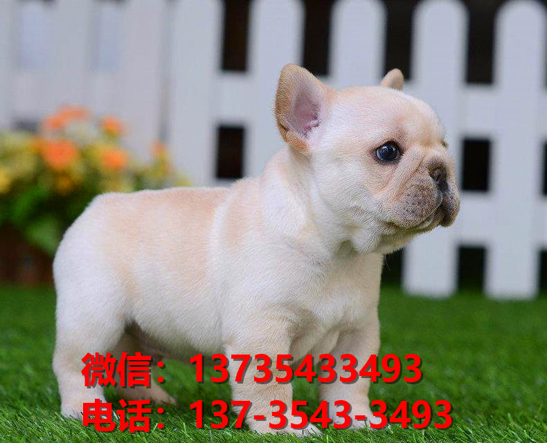 纯种法国斗牛犬幼犬 北京犬舍哪里有卖法牛地