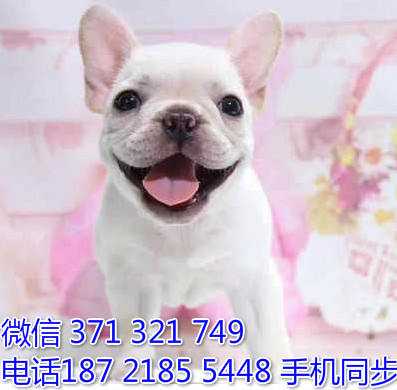 斗牛犬幼犬出售纯种 狗场直销宠物 哪里有宠物狗狗谎