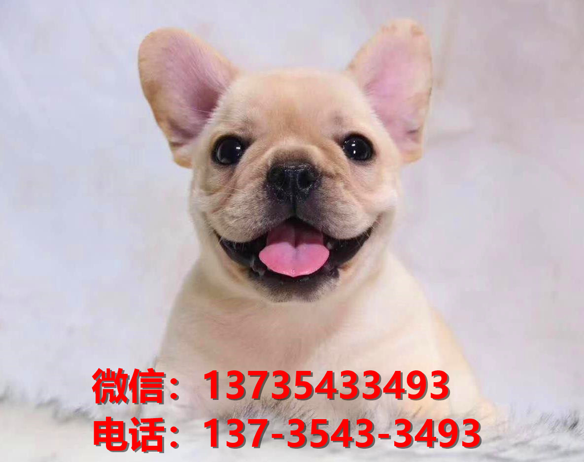 纯种法国斗牛犬幼犬 西安犬舍哪里有卖法牛地方 法斗在哪买狗