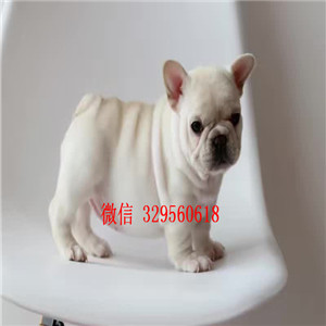  大连出售全白色法国斗牛犬，纯种法牛价钱，精品