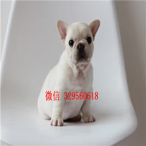  大连出售全白色法国斗牛犬，纯种法牛价钱，精品法国斗牛