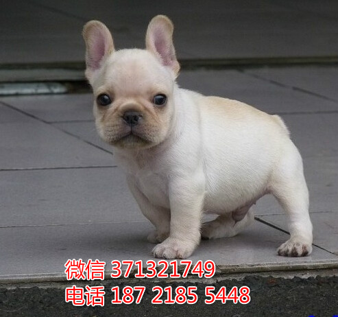 宠物狗狗斗牛全国可以发货 犬舍繁殖 包健康坷