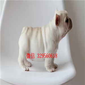  大连出售全白色法国斗牛犬，纯种法牛价钱，精品法国斗牛