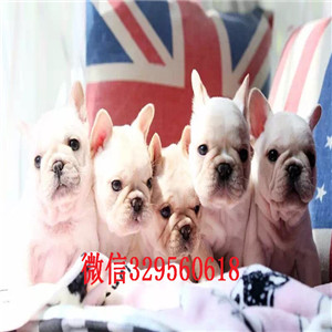 无锡哪里有纯种法国斗牛犬出售 奶油法牛幼犬 