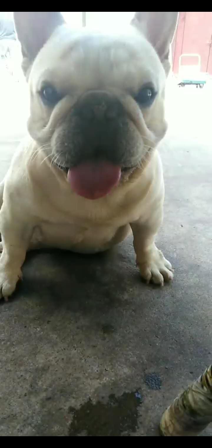 自己繁殖的法国斗牛犬法斗