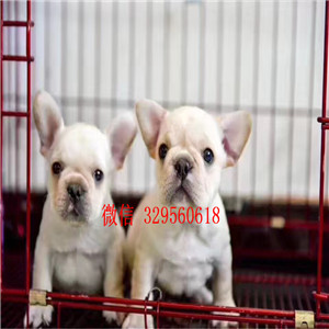   衡阳哪里出售全白色法国斗牛犬，纯种法牛价钱