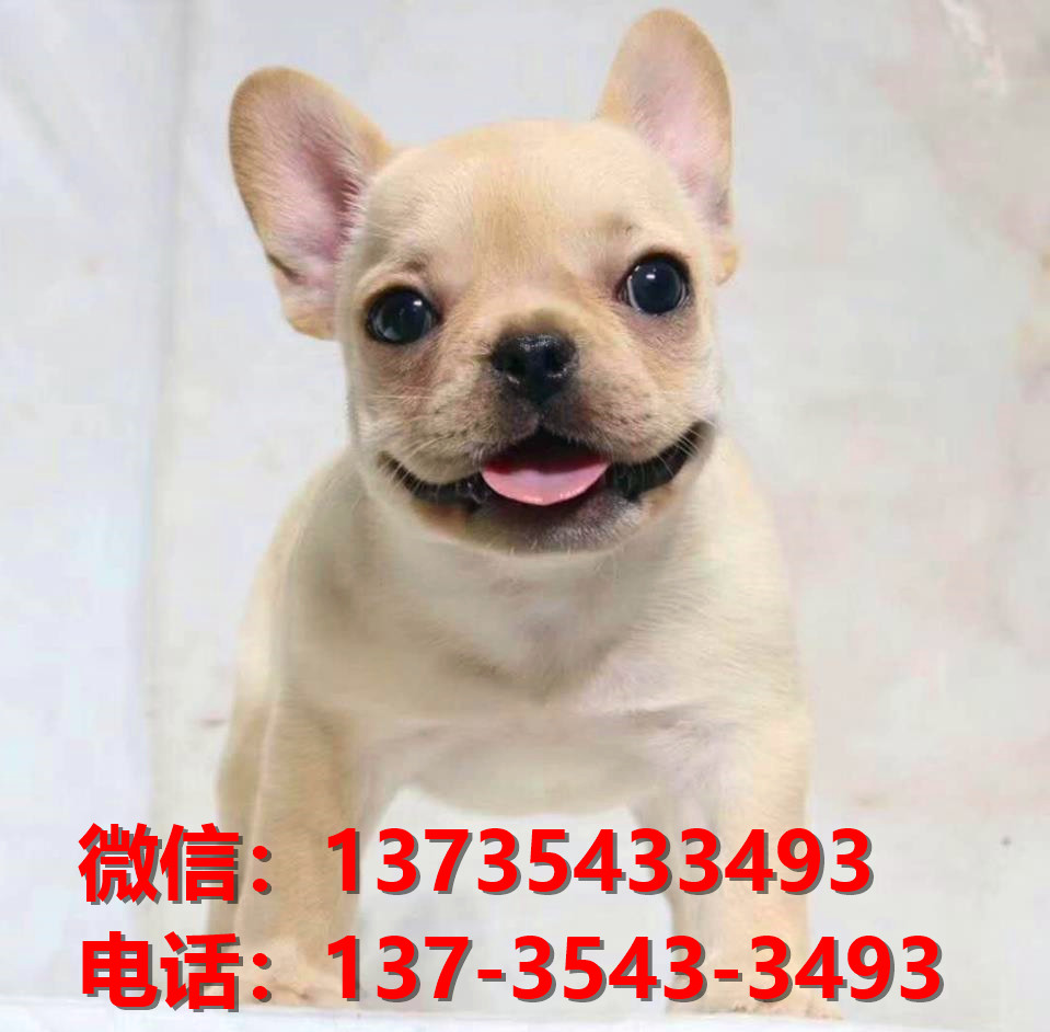 纯种法国斗牛犬幼犬 西安犬舍哪里有卖法牛地