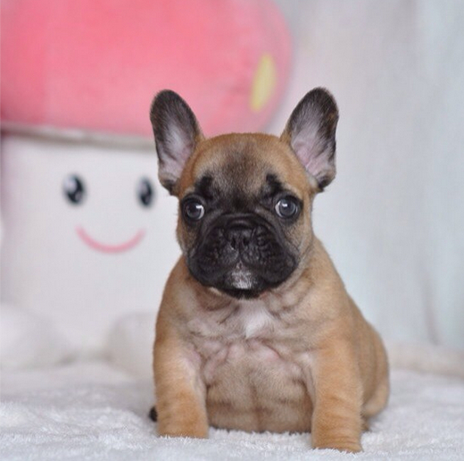 西双版纳买法牛 景洪买法牛 云南狗场出售小法