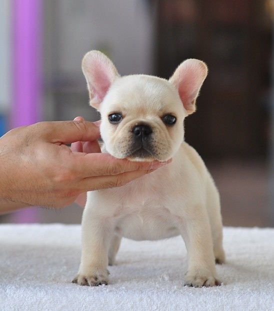 泸州买法牛 养狗场出售纯种法牛 欢迎联系