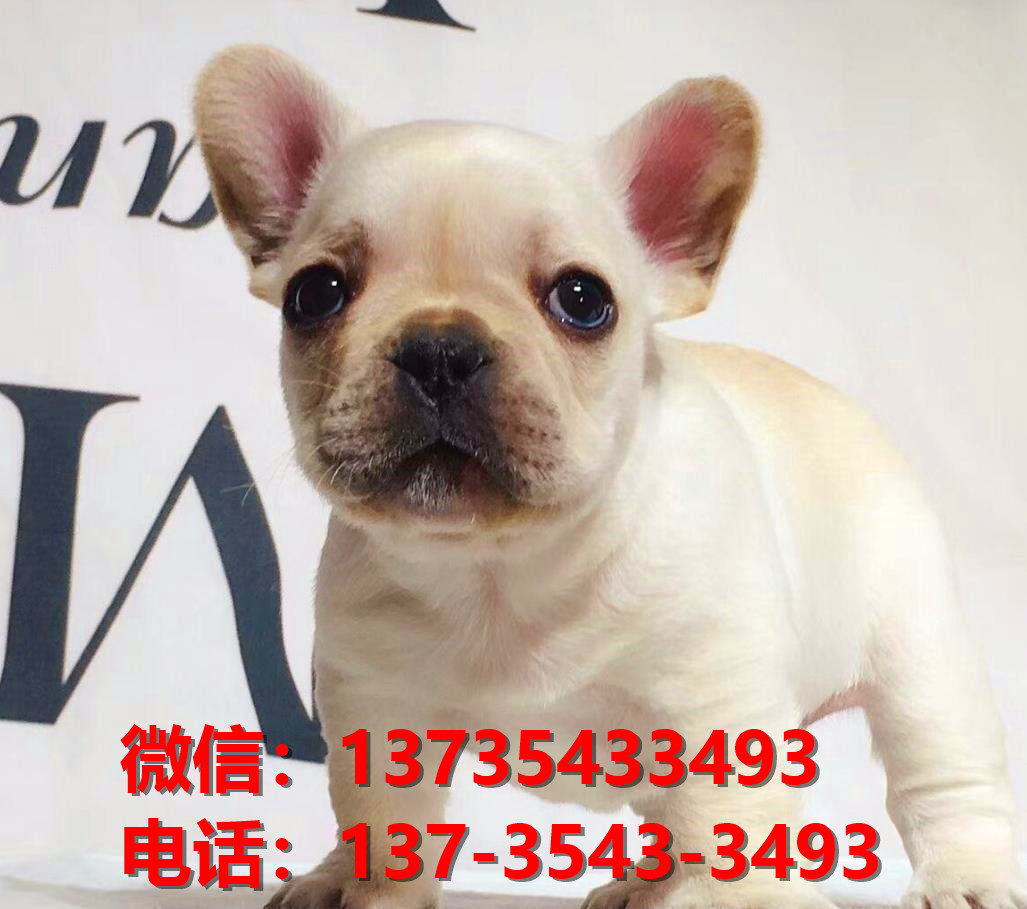 纯种法国斗牛犬幼犬 青岛犬舍哪里有卖法牛地方 法斗在哪买狗