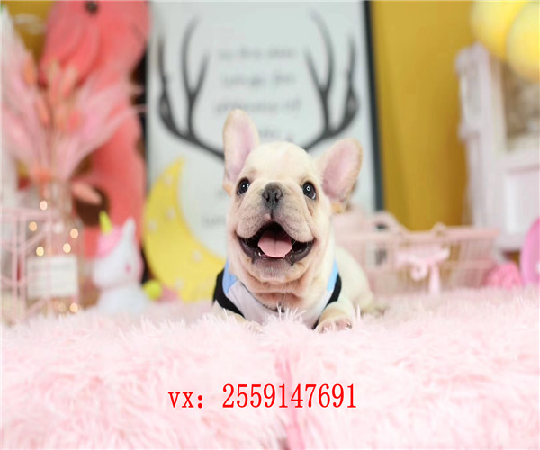  扬州哪里卖法牛 扬州法国斗牛犬犬舍 扬州白色法牛价格 扬州法牛多少钱一只 扬州黑色法牛出售