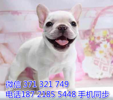 斗牛犬幼犬出售纯种 狗场直销宠物 哪里有宠物狗狗谎