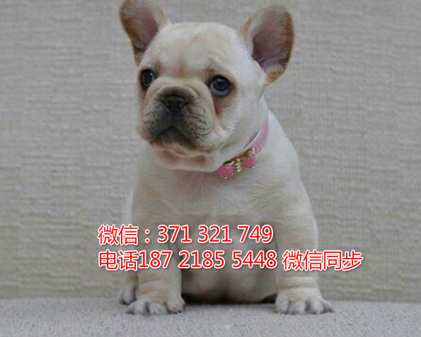 全国特惠斗牛纯种幼犬 支持上门 支持空运汽运 包健康月