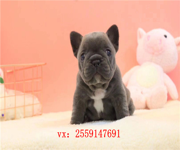  扬州哪里卖法牛 扬州法国斗牛犬犬舍 扬州白色法牛价格 扬州法牛多少钱一只 扬州黑色法牛出售