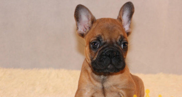 玉溪买红牛 玉溪买小型犬 狗场小法?；队」? width=80px height=80px /></div><div   id=