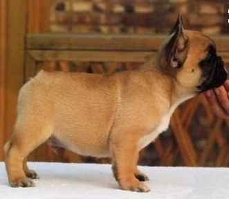 攀枝花买法牛 攀枝花买宠物狗 狗场出售纯种法