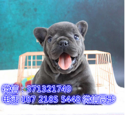 斗牛犬出售 宠物狗狗  宠物市场 狗狗图片 买卖狗狗铰