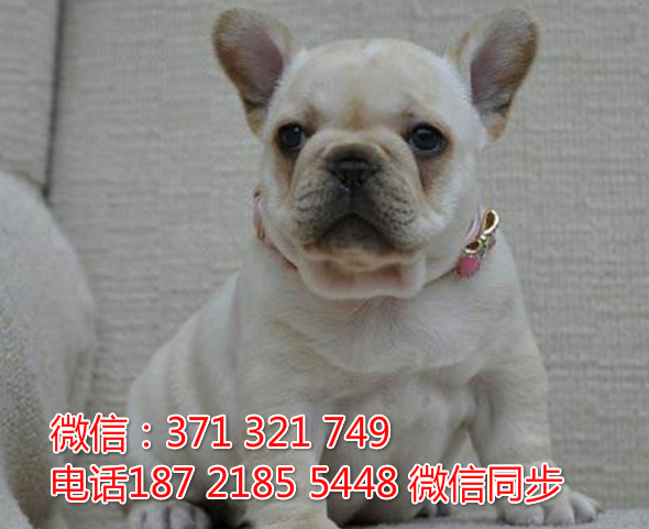 宠物市场 哪里有宠物斗牛犬，精品小型中型大型犬狗狗囟