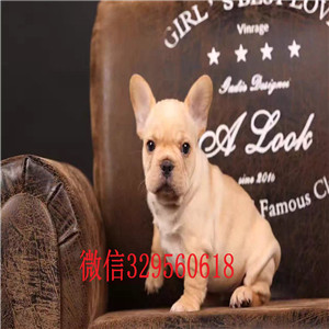  湘潭哪里能买到纯种的法国斗牛犬黑色法国斗牛犬小体法牛多少钱法国斗牛犬价格