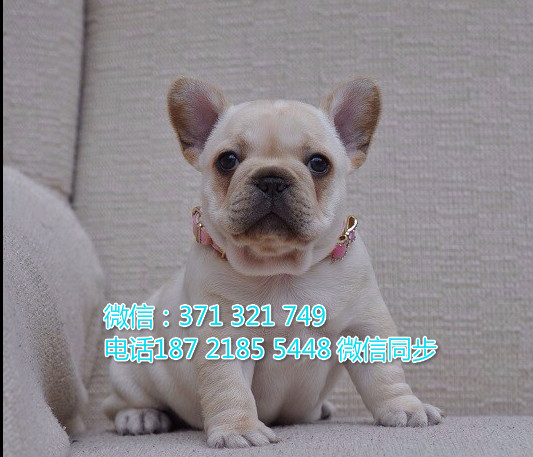 宠物市场 哪里有宠物斗牛犬，精品小型中型大型犬狗狗囟