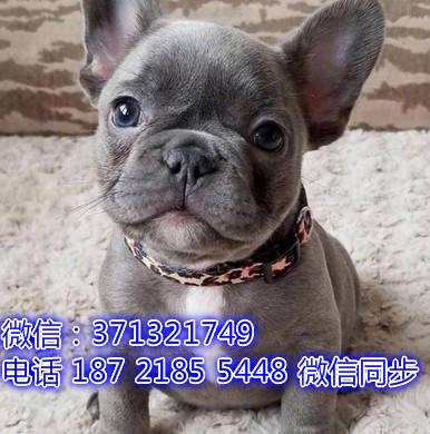 斗牛犬出售 宠物狗狗  宠物市场 狗狗图片 买卖狗狗斯