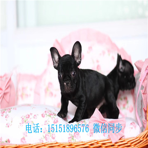 哈尔滨纯种法牛价格是多少 哈尔滨家养法牛怎