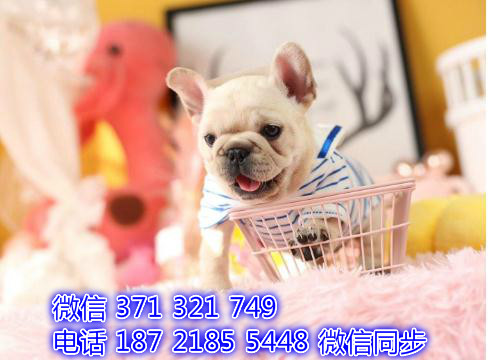 斗牛宠物买卖 宠物市场 宠物狗狗图片宠物网诽