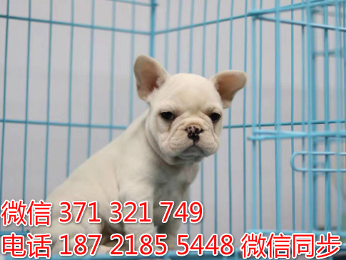 犬舍法斗纯种幼犬出售 法国斗牛犬精品狗场宠物狗缴