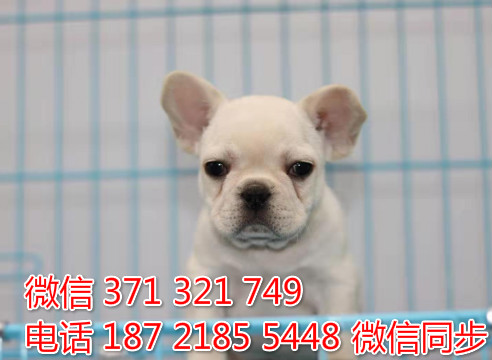 犬舍法斗纯种幼犬出售 法国斗牛犬精品狗场宠物狗似