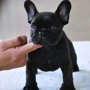 玉溪哪里买法牛 玉溪养狗基地买法牛