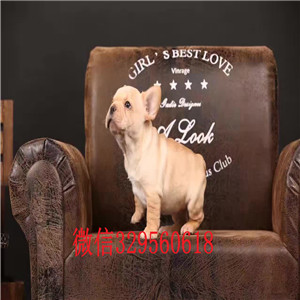  湘潭哪里能买到纯种的法国斗牛犬黑色法国斗牛犬小体法牛多少钱法国斗牛犬价格